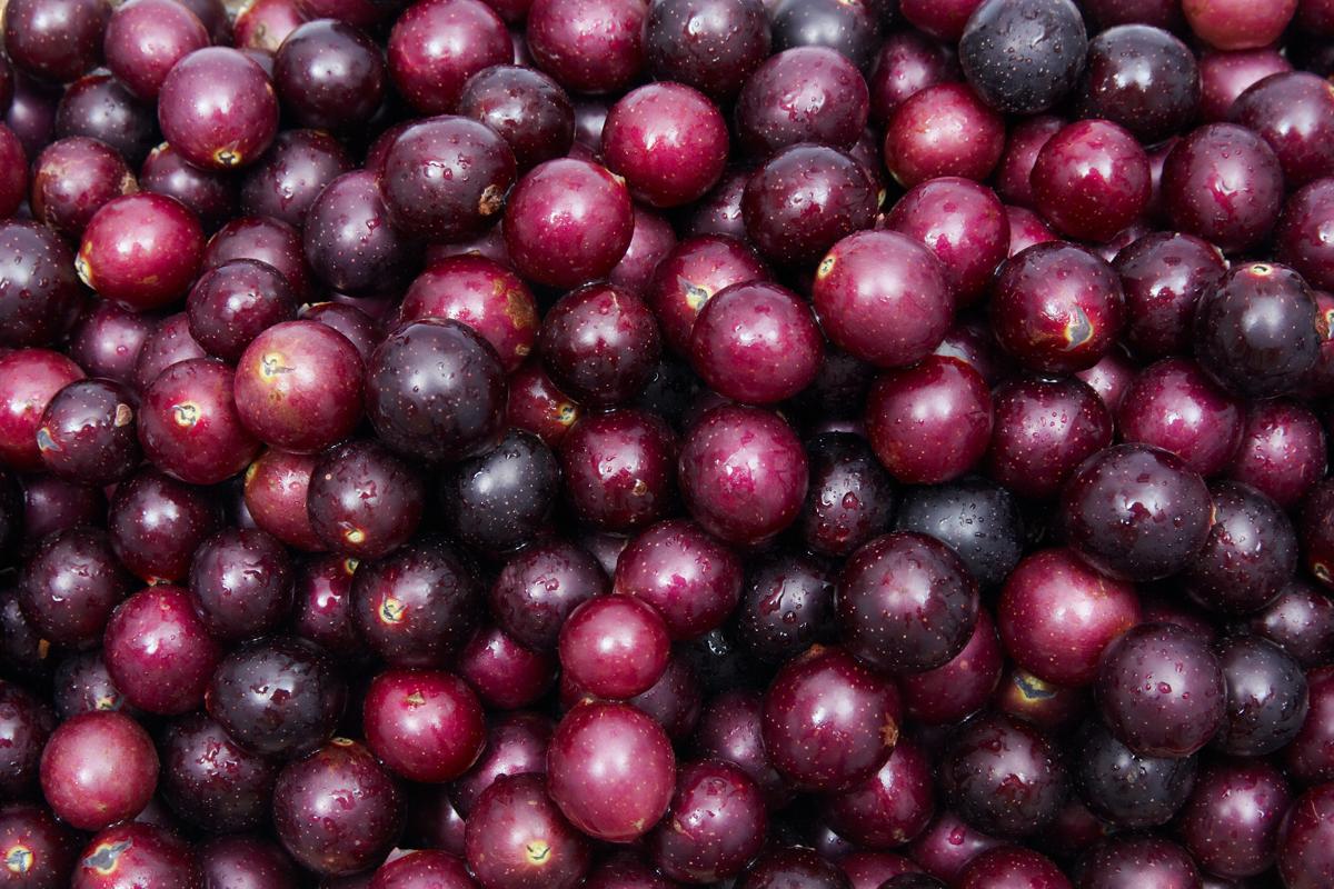 Muscadine Grapes - LOCAL