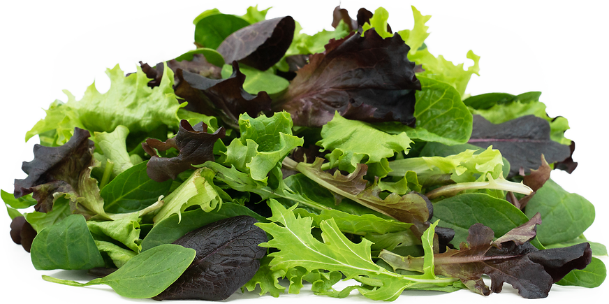 Lettuce- Spring Mix 8 oz - LOCAL