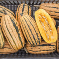 Squash, Delicata
