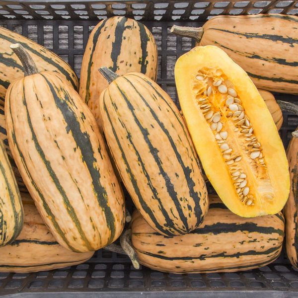 Squash, Delicata