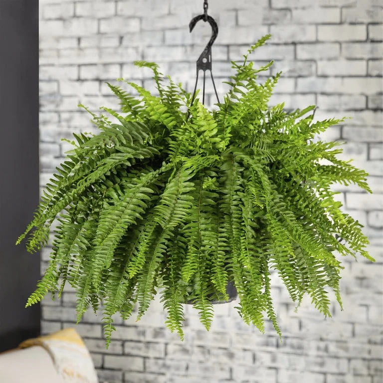Fern- Large- 10’ hanging pot