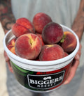 Peaches- Bucket- approx 5.5-6 lb.