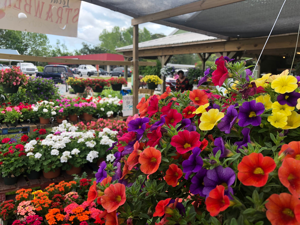 Flowers and garden pottery during spring at Biggers Market