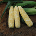 Corn- Sweet bicolor pre-shucked 6-count- LOCAL & ORGANIC