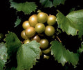 Scuppernong Grapes- 1 lb.