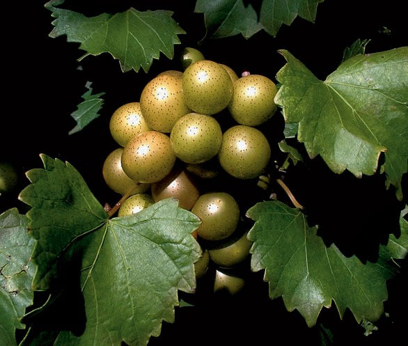 Scuppernong Grapes- 1 lb.