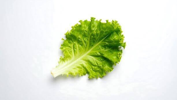 Lettuce- Leaf