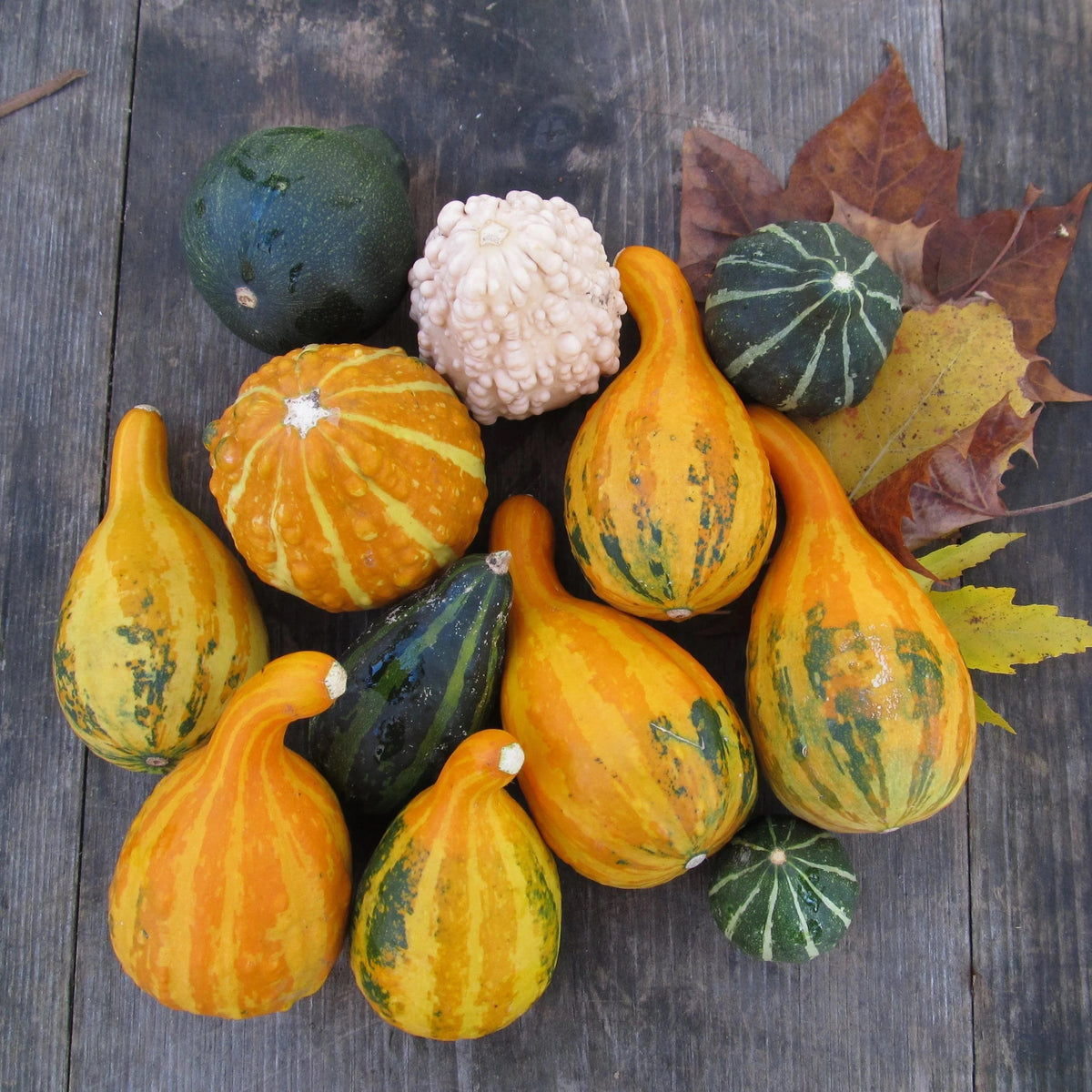 Mini Gourds- (2 count)