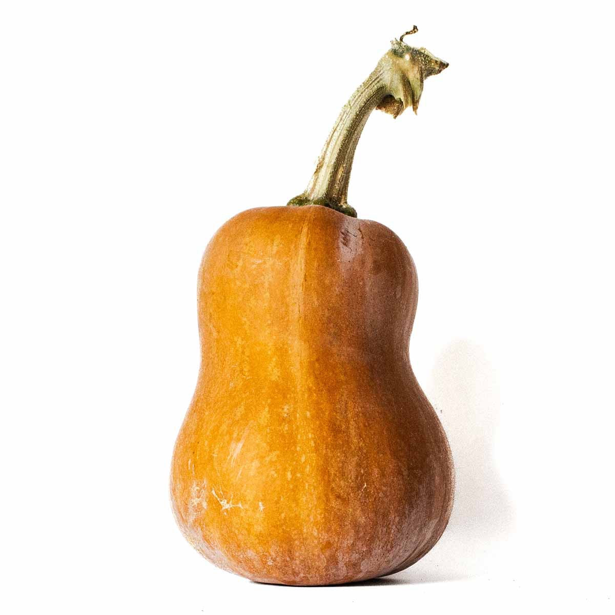 Squash- Honeynut- 1 lb.