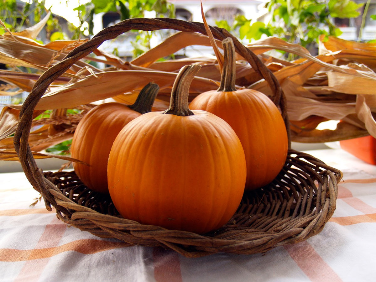 Pie Pumpkin - (1 Count)