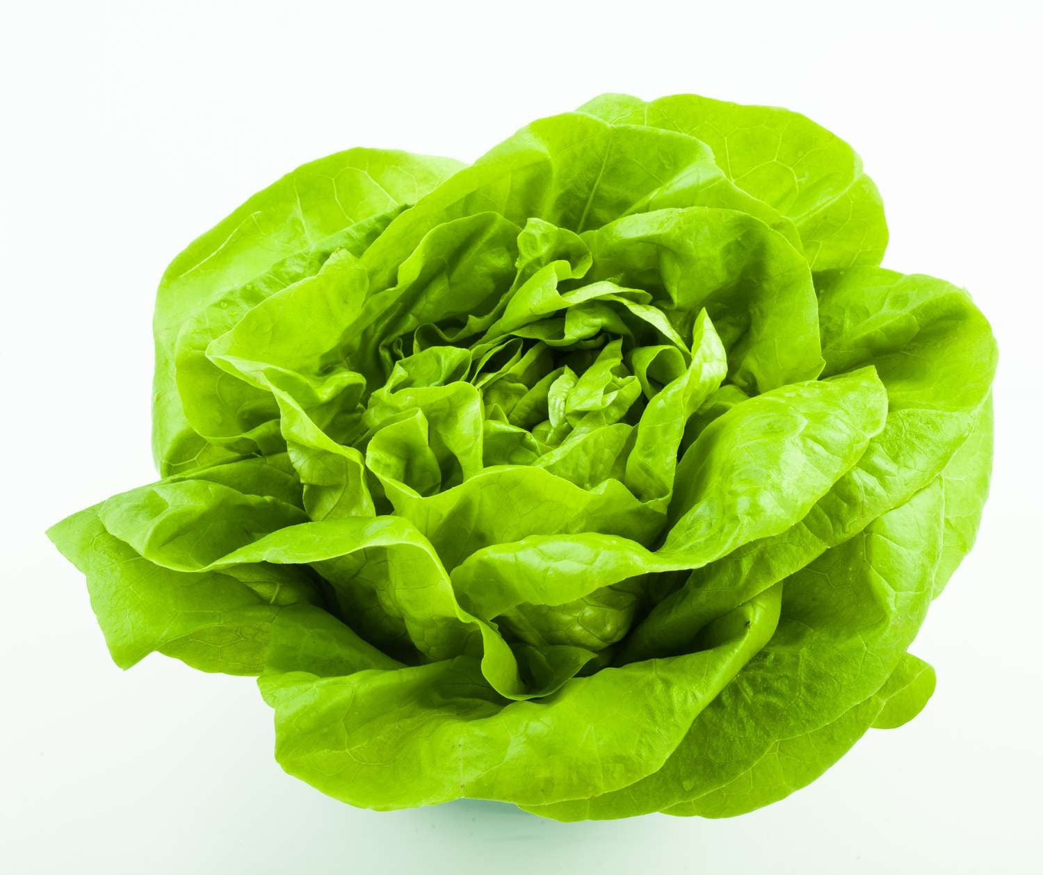 Lettuce- Bibb- LOCAL