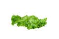 Lettuce- Leaf