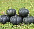 Black Kat Pumpkin- 2 count