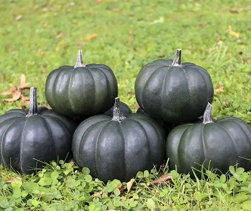 Black Kat Pumpkin- 2 count