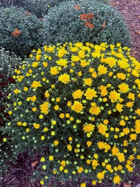 8" Fall Mums
