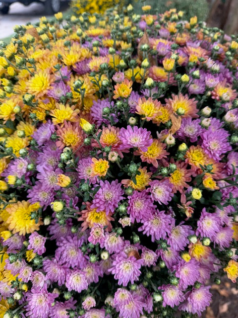 8" Fall Mums