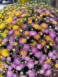 8" Fall Mums