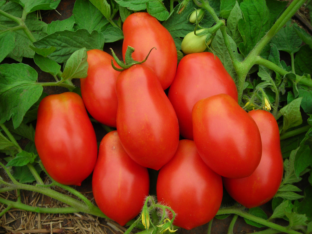 Tomatoes Roma - Vine Ripe 3 count