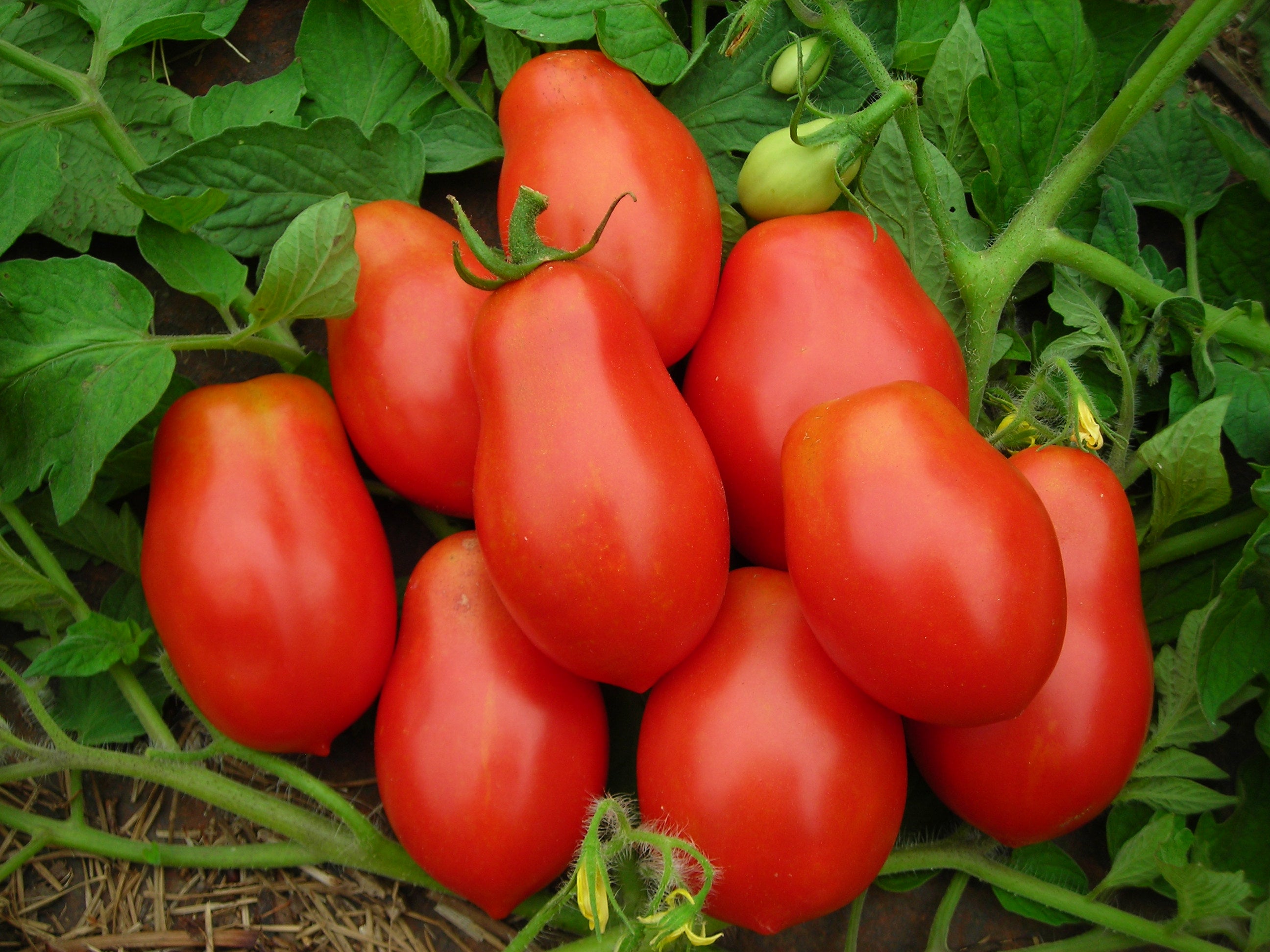 Tomatoes Roma - Vine Ripe 3 count