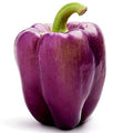 Bell Pepper - Purple 1 count