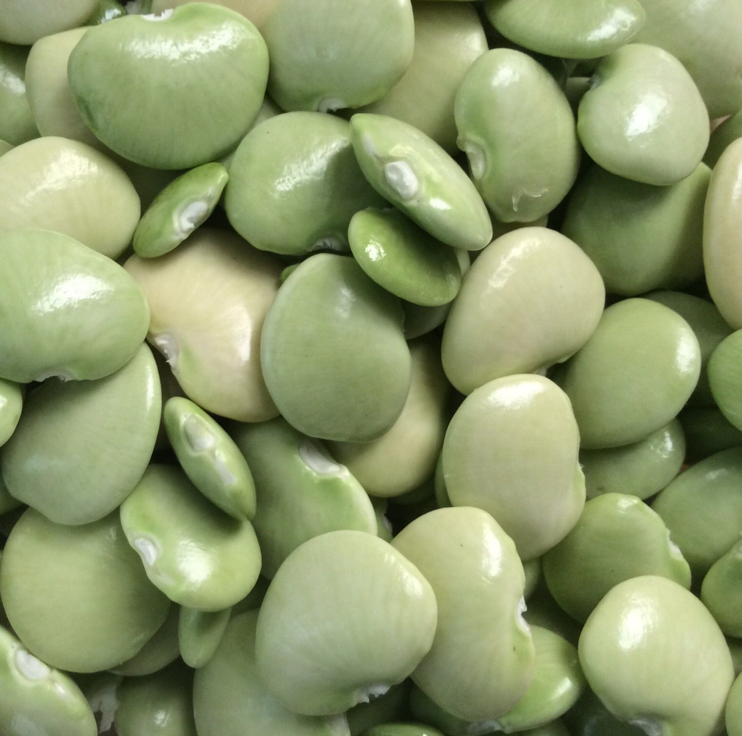Beans - Butter Beans (Shelled)  1 lb. bag LOCAL
