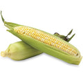 Corn - Sweet Bi Color- 1 count- LOCAL & ORGANIC