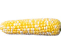 Corn - Sweet Bi Color (pre shucked)- 1 count