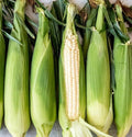 Corn - Sweet White 1 count- LOCAL
