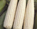Corn - Sweet White pre shucked 6 count- LOCAL