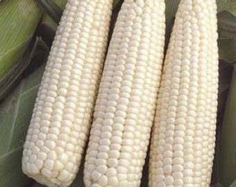 Corn - Sweet White pre shucked 6 count- LOCAL