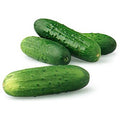 Cucumber - Kirby or Pickling- 3 ct. LOCAL