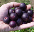 Grapes- Purple Muscadine (seeds)- 1 lb. LOCAL